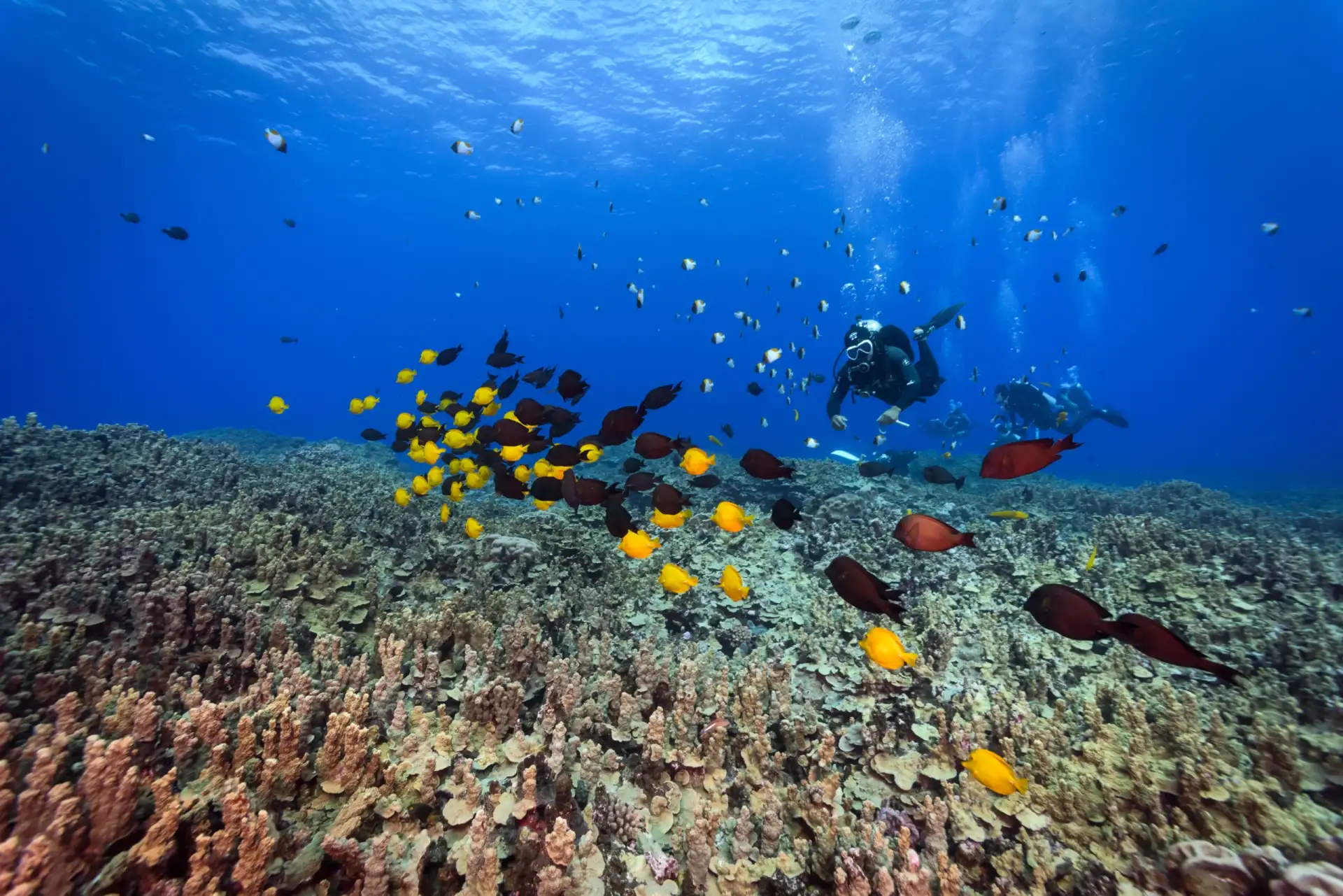 Hin Daeng Diving
