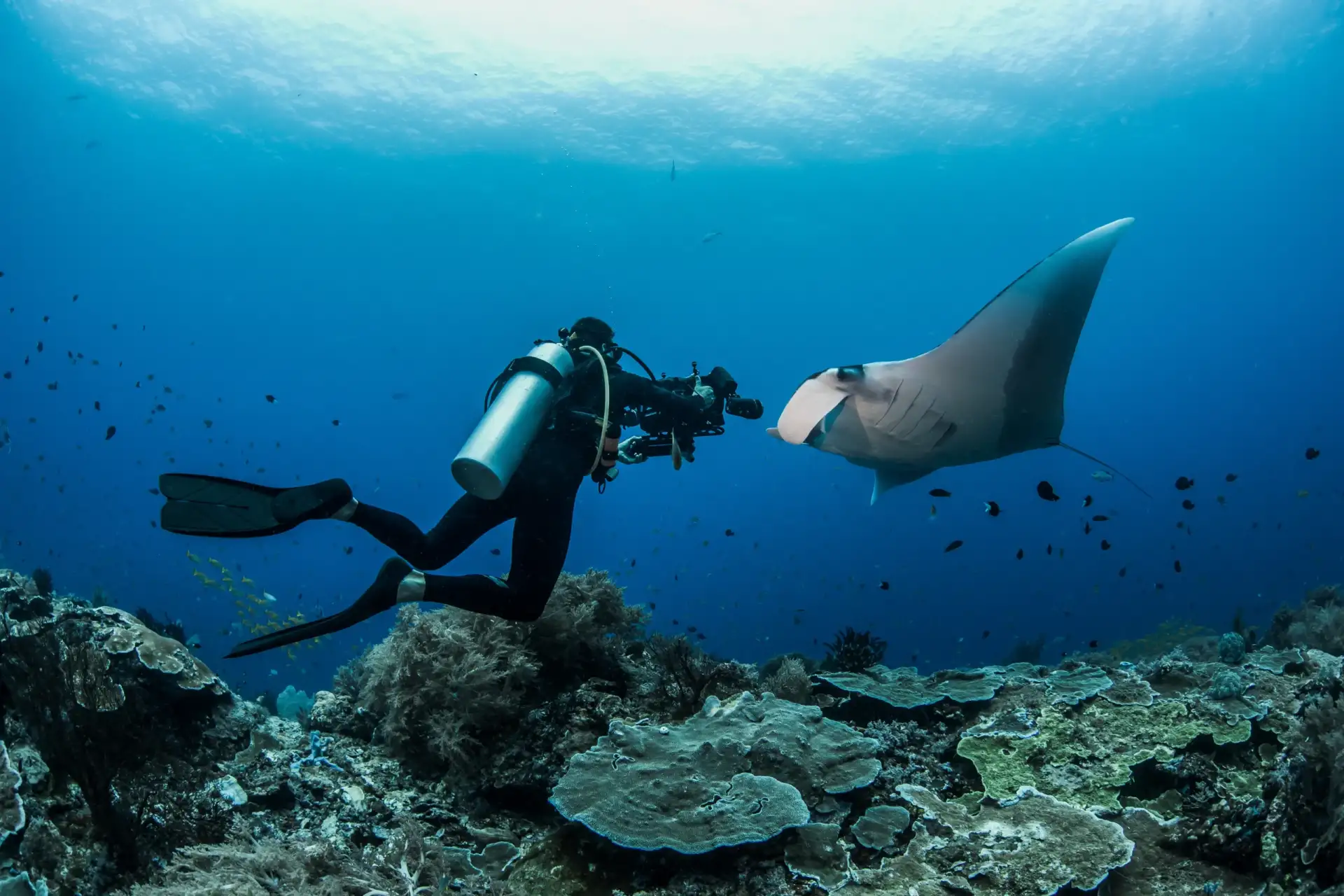 Koh Tao Diving