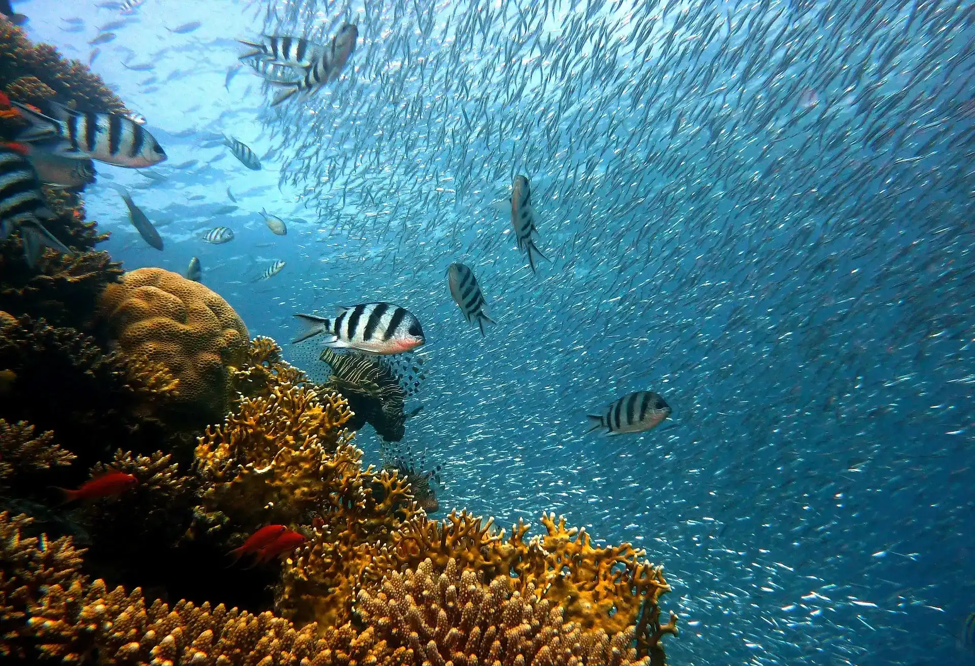 Similan Islands Diving